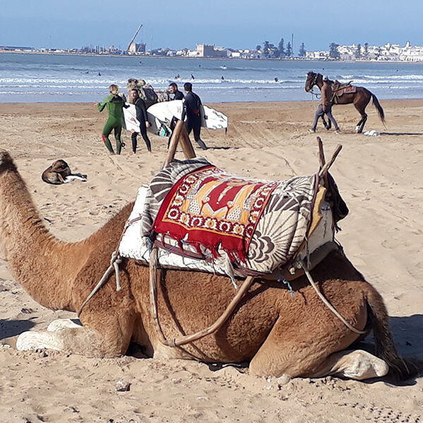 kamel-und-surfer Agadir, Morocco Holidays Trips