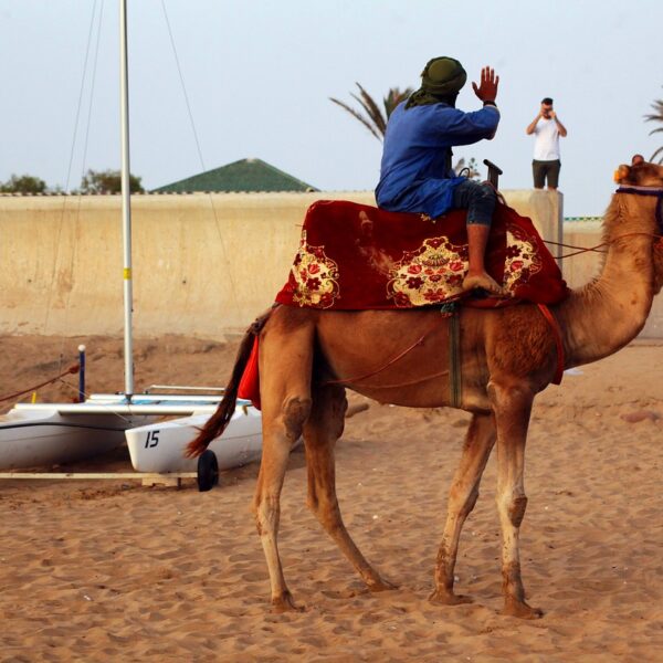 morocco, agadir, camel-5220527.jpg